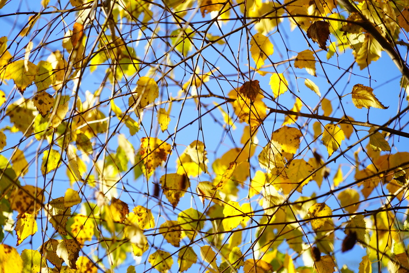 gegenlichtaufnahme, betula, birch greenhouse, branches, plant part, autumn, beauty in nature, bright yellow, no people, back light, ornamental tree, gold