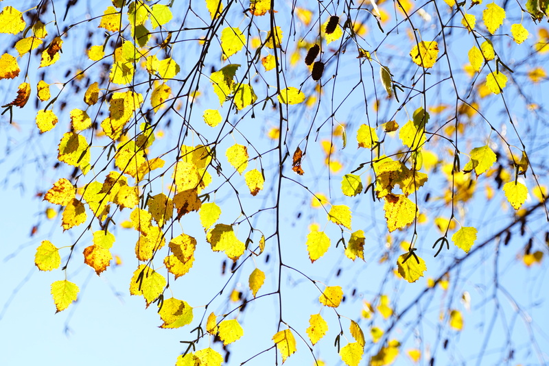 ornamental tree, fall foliage, fragility, gold, light, bright yellow, field, leafed, branches, fall leaves, yellow, betula, close-up, airy, summer, low angle view