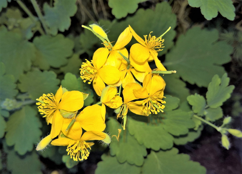vulnerability, petal, wart herbal, nature, fragility, flower, day, 4K, grassland plants, yellow flowers, greater celandine, no people, beauty in nature