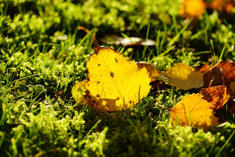 birch leaf, fall, betula pendula, white birch, natural condition, golden october, autumn, selective focus, leaves, green color, fall foliage, moss, season