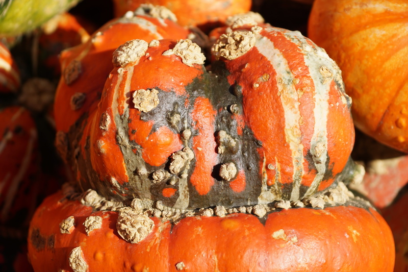 celebration, colorful, day, orange, halloween, organic, raw food, no people, vegetable, thanksgiving, autumn, wellbeing, decorative pumpkins, food, decorative