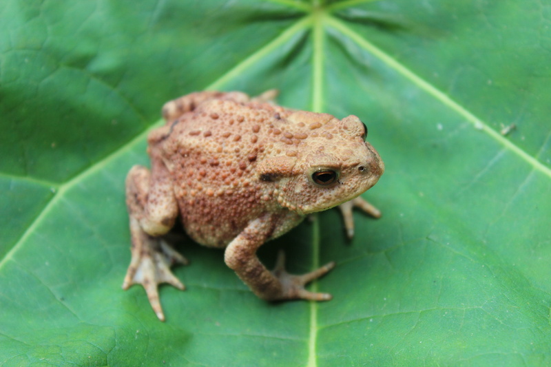 nature, focus on foreground, day, outdoors, selective focus, leaf, animals in the wild, vertebrate, zoology, toad, reptile, warts, leaves, close-up, green color