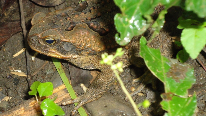 amphibian, vertebrate, animal head, animal, Toad, high angle view, plant part, reptile, 1080P, plant, animal themes, animals And Pets, wildlife, Bufo Marinus