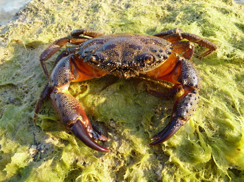 2K, shellfish, claw, outdoors, water, pliers, close-up, animal wildlife, no people, animals in the wild, marine, one animal, hermit crab, Cancer, unusual