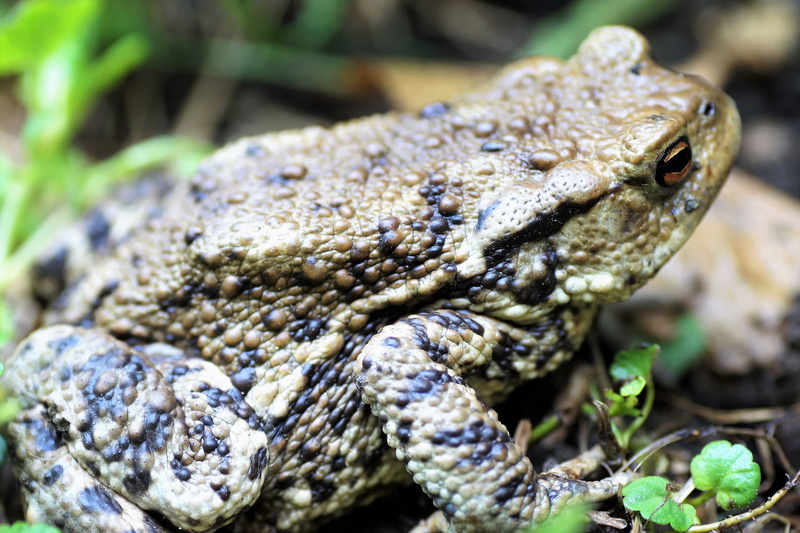 animal head, outdoors, poisonous, nature, spring, the frog, 5K, animal body part, focus on foreground, frog, land, reptile, animal themes, bufo bufo, no people