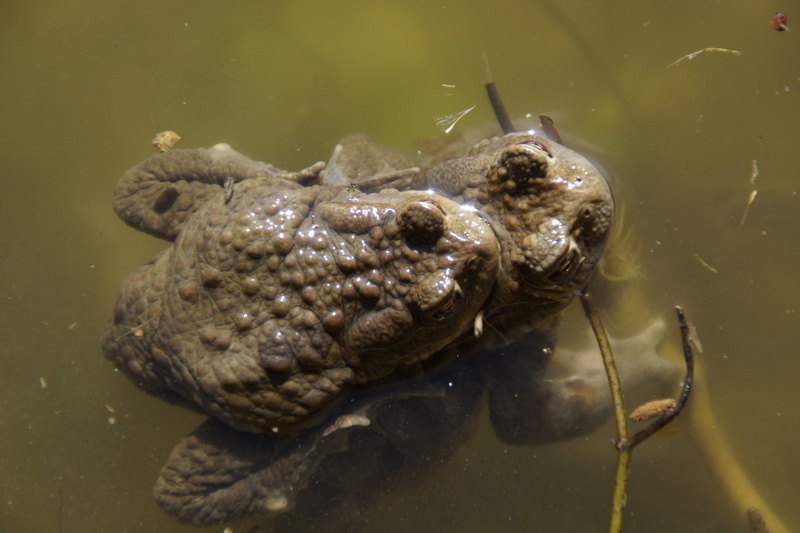 from above, one animal, vertebrate, animals in the wild, water, nature, poisonous, sea life, animal body part, animal, toads, waters, ugly, marine, underwater