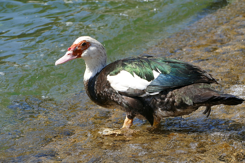 side view, lake, animal themes, wart duck, animal, no people, water bird, close-up, duck, 5K, animal world, animals in the wild, animal wildlife, water