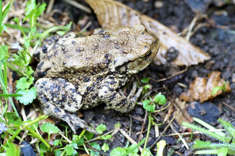 animal, poisonous, warts, nature, amphibian, one animal, the frog, vertebrate, animal themes, leaf, no people, animal wildlife, bufo bufo, toad, frog, outdoors