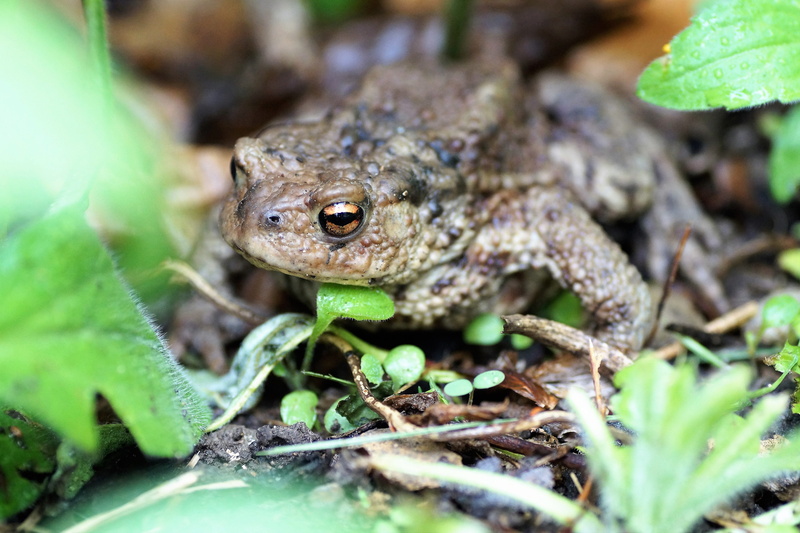 animal themes, plant part, animal eye, frog, day, animal, ugly, selective focus, toad, blisters, animals in the wild, vertebrate, close-up, reptile, one animal