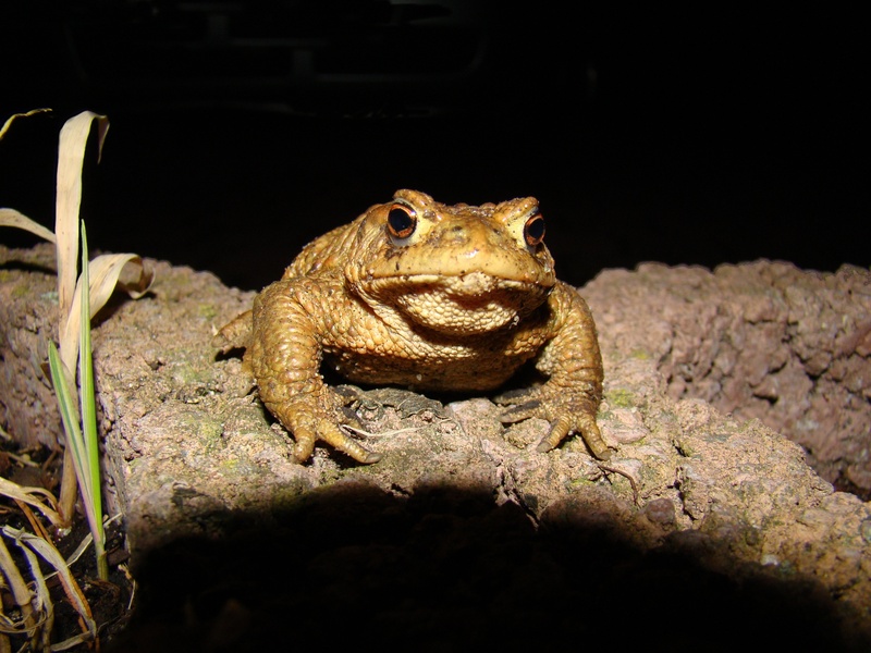 garden, no people, rock, amphibian, solid, warts, iguana, 2K, animal wildlife, portrait, toad, animal themes, moist, lizard, looking at camera, common toad