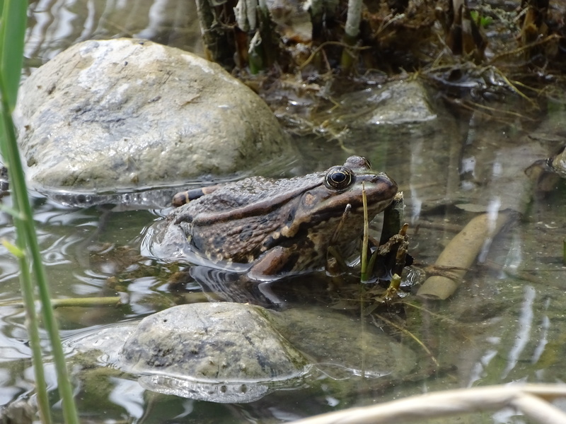 solid, vertebrate, toad, animal themes, day, water, moist, outdoors, nature, green, amphibian, animal wildlife, rock - object, animal, pond, marine, brown