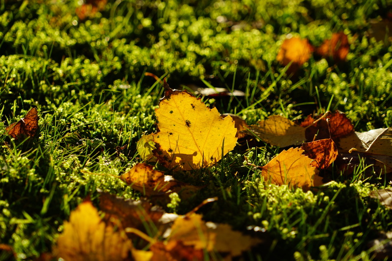 fall, growth, day, sunlight, ornamental tree, close-up, golden october, ground, betula pendula, Fall, gegenlichtaufnahme, 8K, grass, natural condition