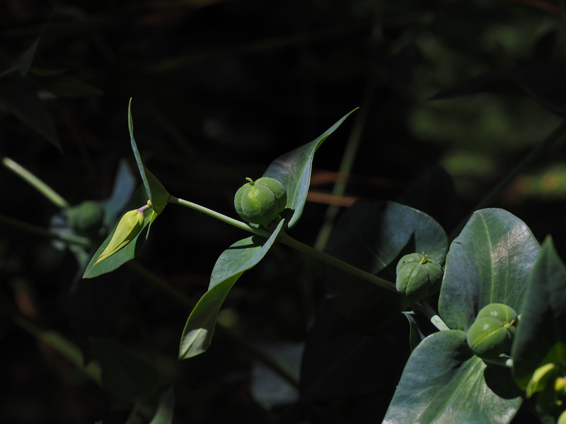poison milk, nature, sunlight, 4K, Euphorbia Lathyris, vulnerability, no people, woodpecker root, witches milk, ingeol ester, close-up, plant part, plant