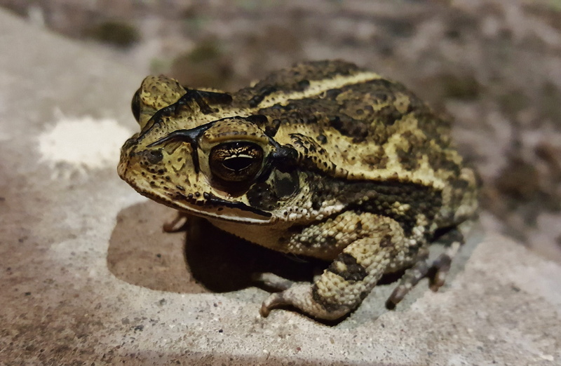 croaking, sunlight, incilius valliceps, focus on foreground, close-up, day, animal themes, animal body part, animals And Pets, warts, animal wildlife, valliceps
