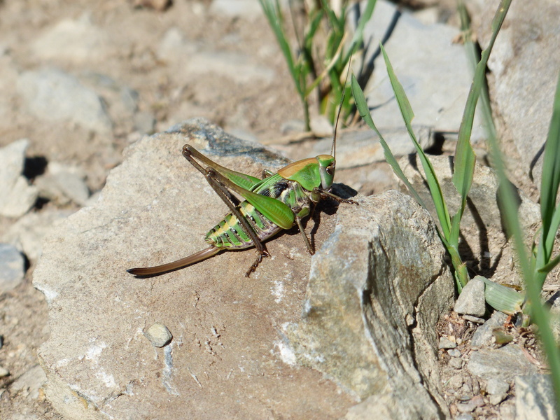 one animal, plant, insect, rock - object, insects, flight insect, female, animals in the wild, nature, 4K, legeroehre, neuflügler, insecta, green color