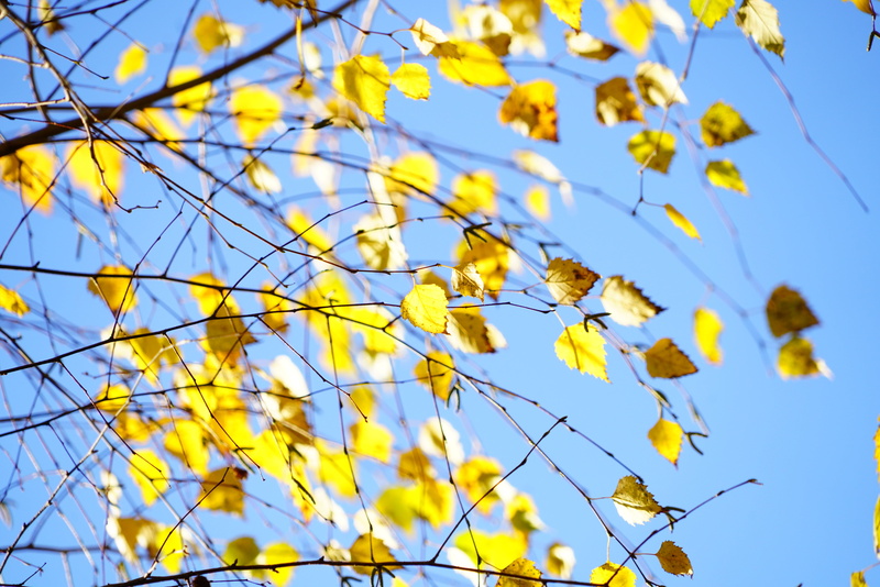 8K, birch greenhouse, flowering plant, weeping birch, birch, day, tree, sky, bright yellow, season, close-up, autumn, betula pendula, yellow, blue, flower