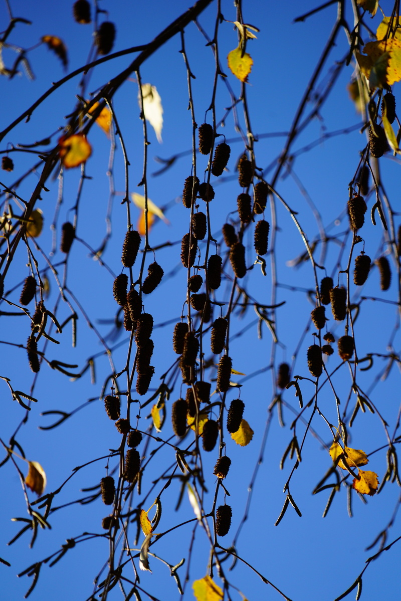 branches, tree, weeping birch, fruit, betula pendula, freshness, low angle view, deciduous tree, outdoors, nature, growth, close-up, leaf, betula, day