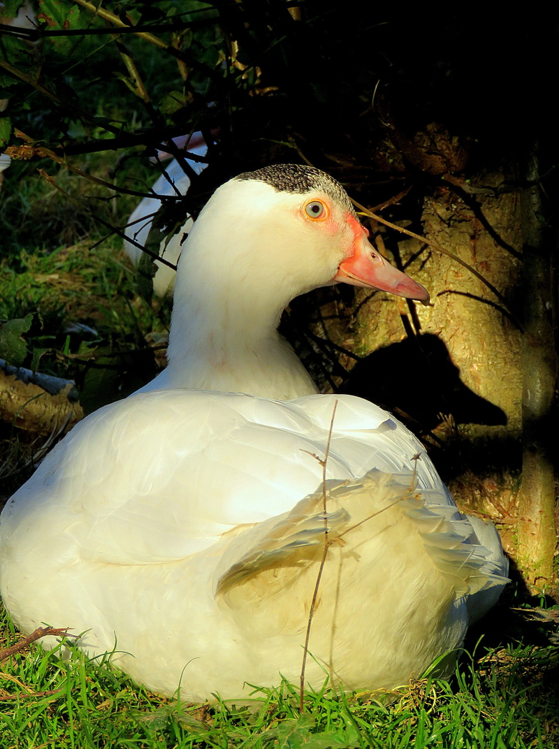 animal wildlife, beak, animals in the wild, duck, flying duck, animal, day, 4K, nature, one animal, vertebrate, plant, white, bird, plumage, close-up