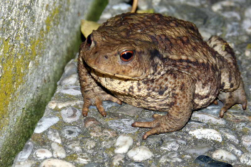 bufo bufo, frog, animal wildlife, reptile, focus on foreground, amphibian, one animal, wildlife, animal themes, outdoors, solid, 4K, warts, rock, animals in the wild