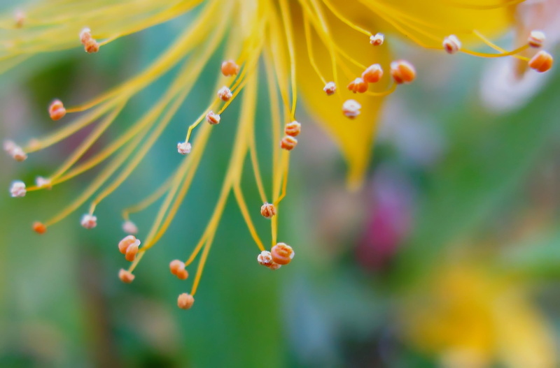 shallow, st. johns wart, bokeh, macro, leaf, freshness, 1080P, branch, flower, nature, plant, focus, yellow, delicate, photography, close-up