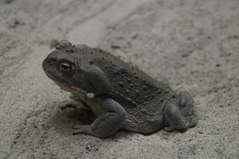 animal world, fat, 5K, toad, close-up, iguana, sand, warts, day, animals in the wild, focus on foreground, no people, animal wildlife, animal themes, terrarium