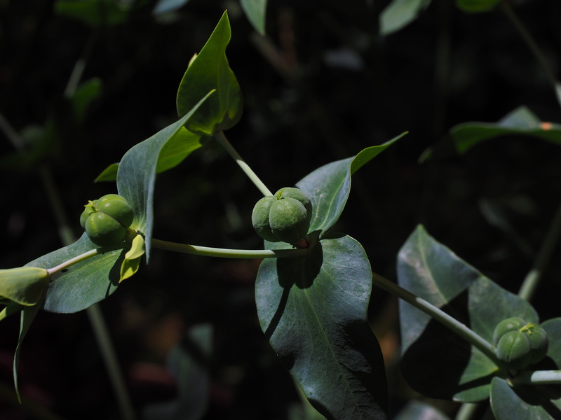 outdoors, 4K, leaf, beauty in nature, euphorbia, spring wolf milk, wart herbal, poison milk, day, euphorbia lathyris, seeds, growth, toxic, vole wolf milk