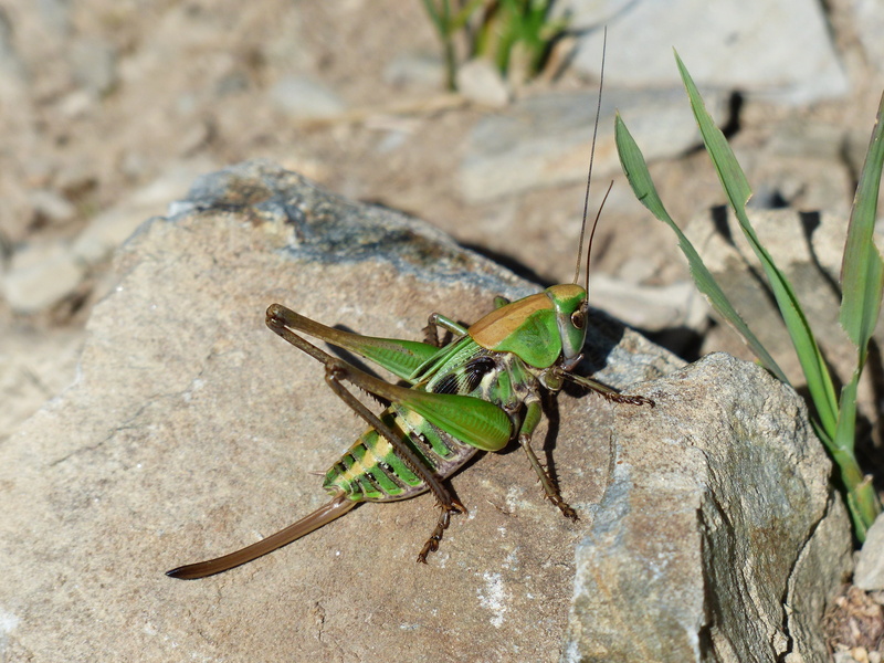 katydid, day, green color, animal body part, insects, animal wildlife, young animal, flight insect, close-up, grasshopper, neuflügler, one animal, green