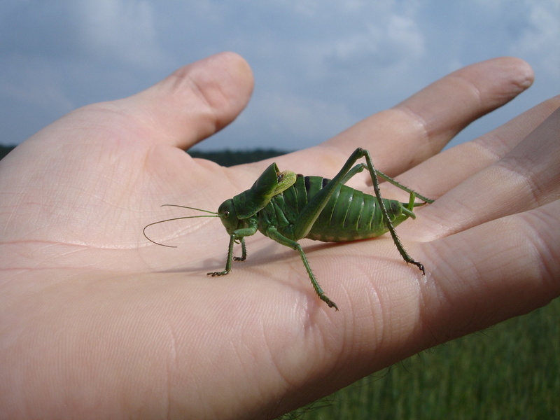 decticus verrucivorus, finger, insect, animal themes, animals in the wild, close-up, real people, one animal, wart biter, outdoors, unrecognizable person