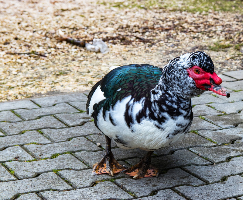muscovy, nature, muscovy duck, focus on foreground, bird, plumage, animal wildlife, vertebrate, animal themes, 2K, wart duck, day, one animal, high angle view