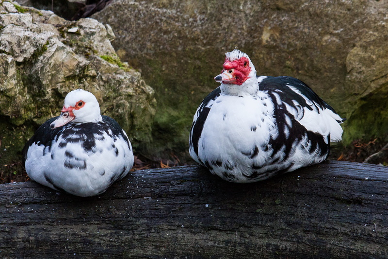 animal, 2K, poultry, muscovy, rock - object, duck, muscovy duck, animal themes, no people, wart duck, two animals, animal world, close-up, animals in the wild
