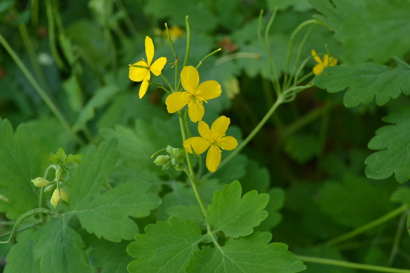 weed, focus on foreground, green color, garden, leaf, day, beauty in nature, petal, wart herbal, yellow, growth, nature, plant, close-up, fragility, plant part