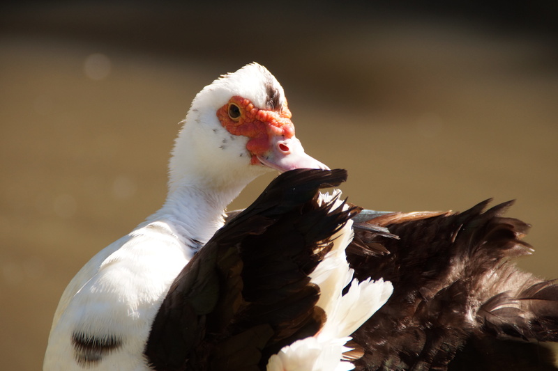 white color, red, outdoors, poultry, muscovy, beak, black, 5K, bird, ornamental poultry, day, animal themes, lake, no people, close-up, white, animal