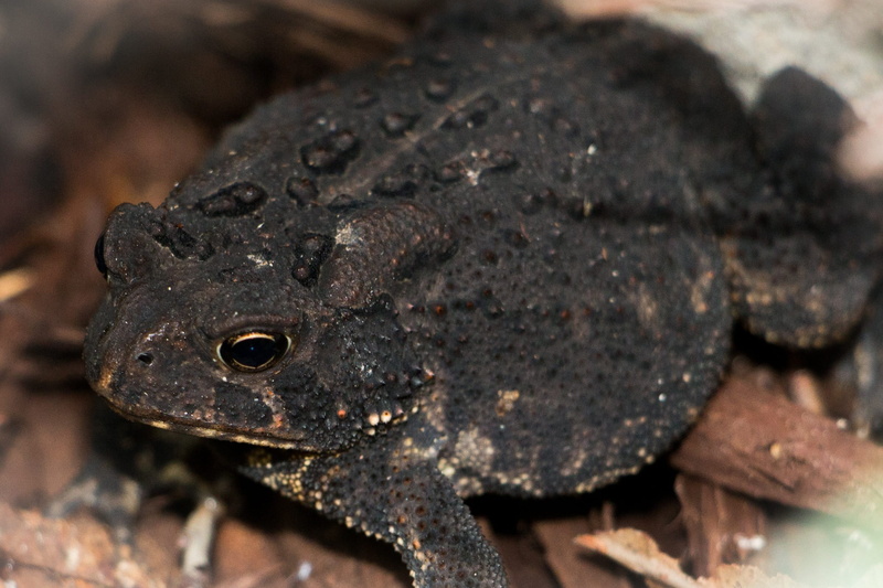 lizard, animal, toad, no people, nature, day, creature, close-up, hidden, animal themes, side view, black, 1080P, solid, garden, iguana, brown, rainforest