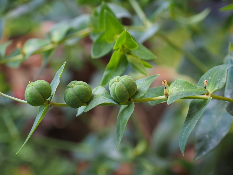 euphorbiaceae, bud, multiplication, seed capsules, 4K, freshness, selective focus, poison milk, growth, infructescence, spread, plant, tuber, beginnings