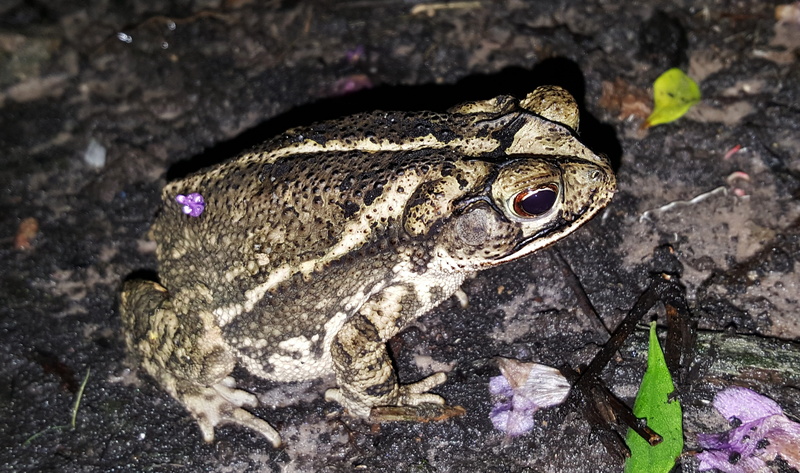 frog, sitting, plant part, animals in the wild, Amphibian, warts, Gulf Coast Toad, close-up, reptile, animal, patterned, leaf, day, no people, incilius valliceps