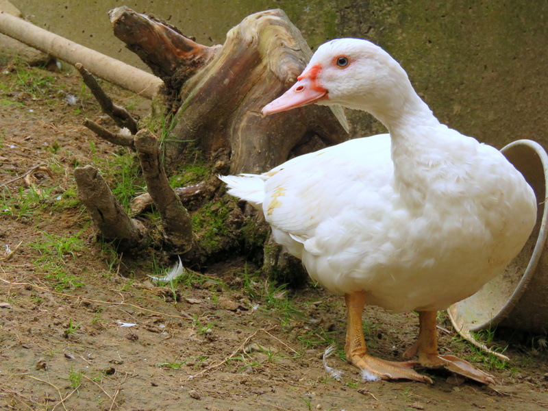 animal wildlife, perching, white color, no people, plant, 4K, duck bird, tree, Duck, wart duck, vertebrate, nature, animals in the wild, day, field, group of animals