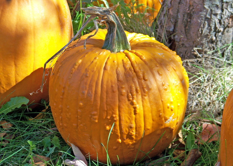 day, agriculture, fruit, healthy eating, land, decoration, yellow, Autumn, festival, Pumpkin, 2K, Fall, orange color, november, seasonal, Halloween, outdoors