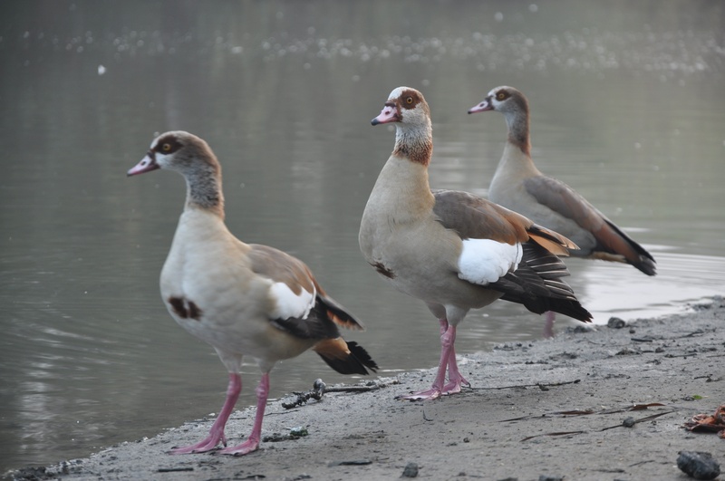 reflection, land, nature, walking, group, three, animals in the wild, seagull, walk, pond, beak, natural, brown, vertebrate, first, no people, day, group of animals