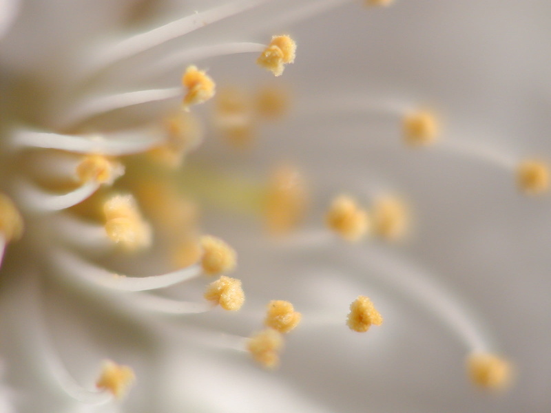 petal, white, springtime, bokeh, plant, photography, close-up, closeup photography, flower, nature, bobbles, stamens, creamy, 720P, Macro, Theme, flower Head