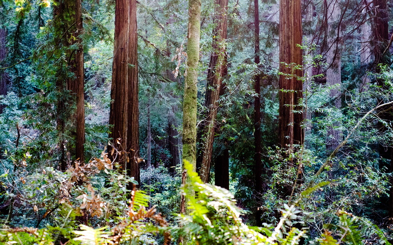plant, no people, 4K, green color, growth, california, tranquil scene, trunk, tree, tree trunk, outdoors, endor, green, woodland, non-urban scene, nature