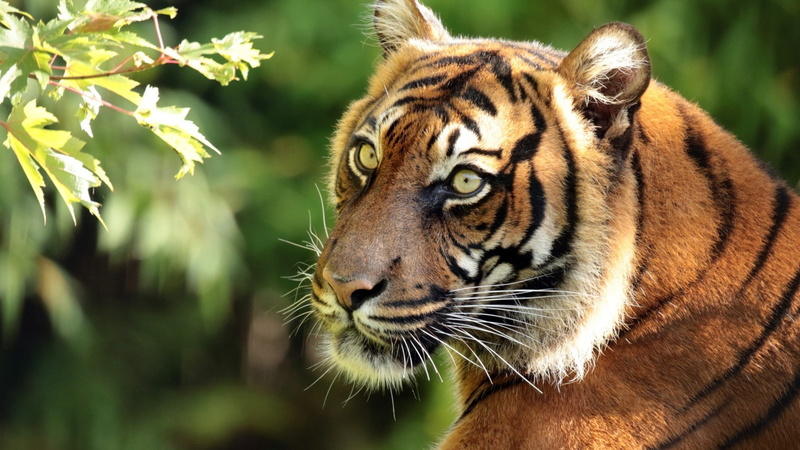 1080P, Portrait, Tiger, Predator, Sumatran