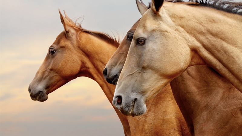 View, Face, Portrait, Eyes, Horse, 1080P, Side