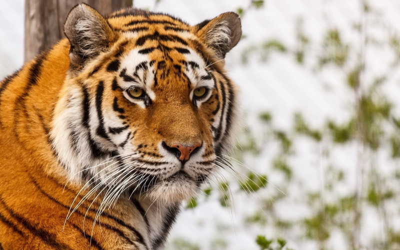 Tiger, Predator, Face, 1080P, Eyes, Whiskers