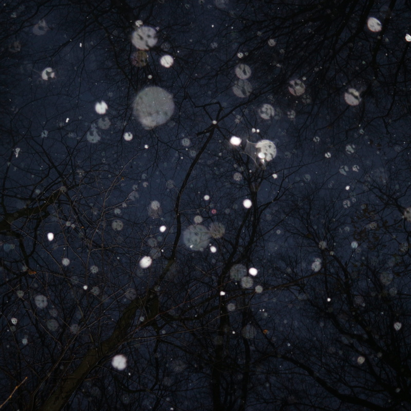 black, plant, close-up, forest, tranquility, inky, branches, beauty in nature, leaf, water, snowing, plant part, full frame, land, high angle view, winter