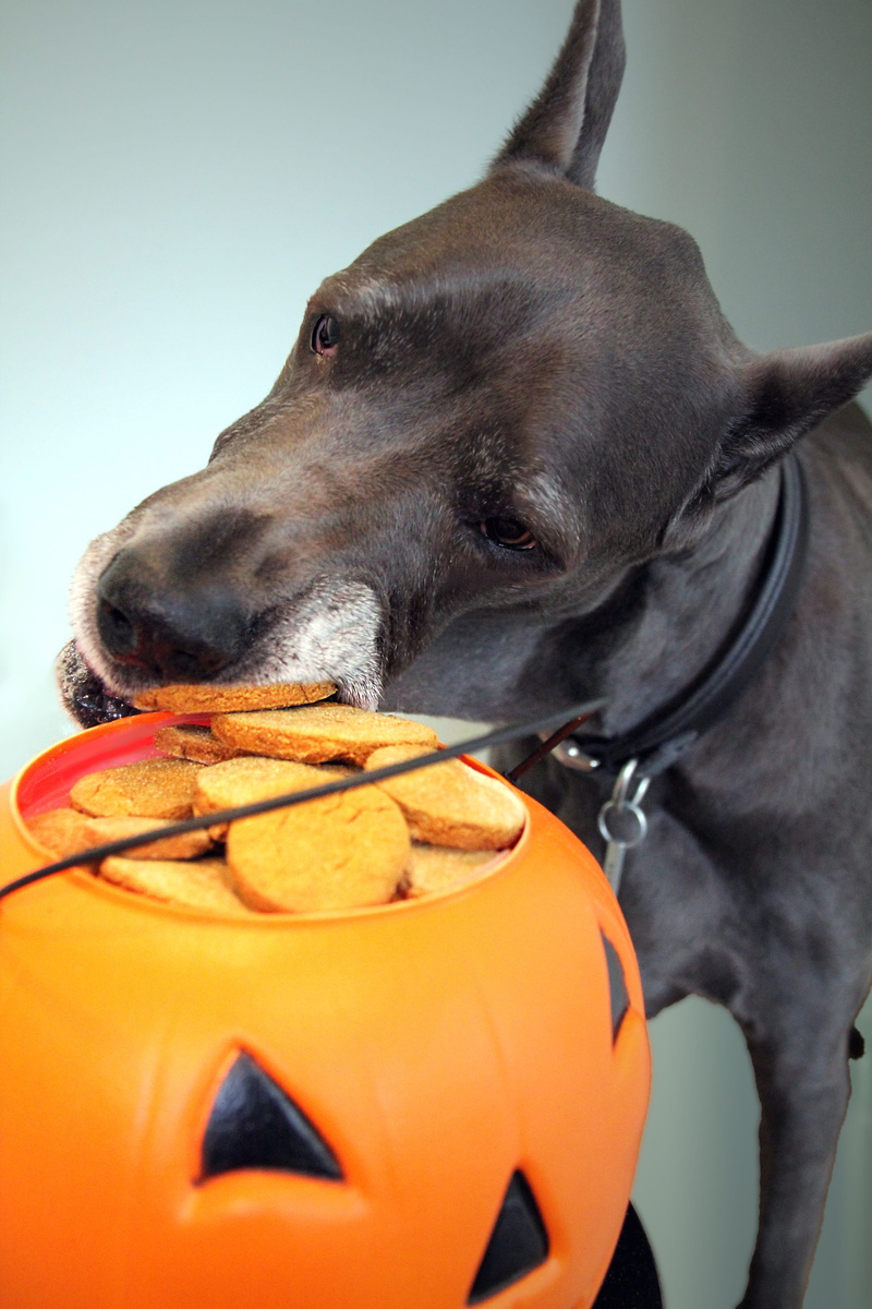 mammal, seasonal, great, one animal, dane, biting, mistake, chips, orange color, looking, dog, black, food, no people, food and drink, 5K, autumn, filled