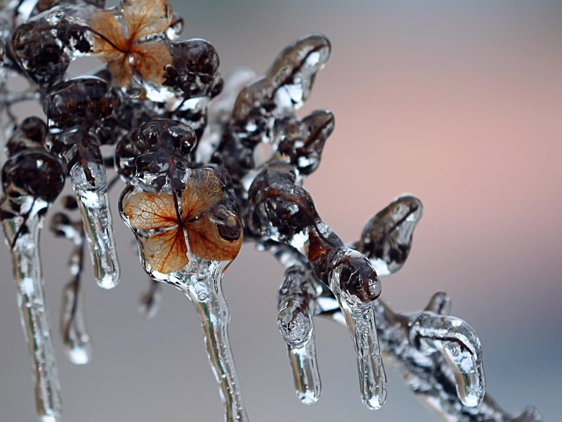 winter, ice, nature and landscapes, leaves, 1080P, icicles