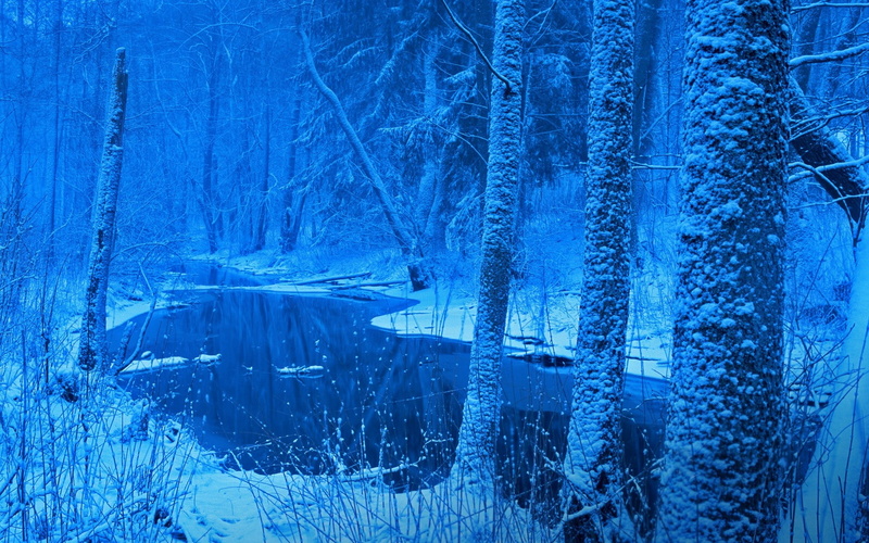 Poland, trees, 1080P, tranquility, pine woodland, land, plant, environment, tree, scenics - nature, winter, cold temperature, cold, landscape, snow, frost
