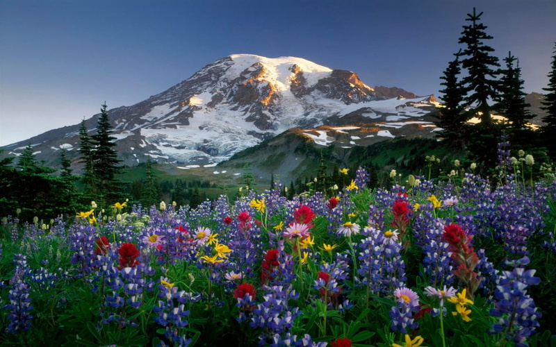 snowcapped mountain, outdoors, illustration, grass, lupine, green Color, mountain, meadow, 720P, tranquility, assorted, valley, flowers, wildflower, panoramic