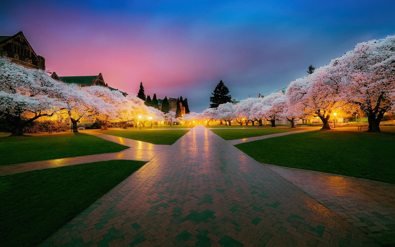 tranquil scene, no people, Seattle, scenics - nature, outdoors, architecture, tree, beauty in nature, sky, environment, cherry blossom, plant, tranquility