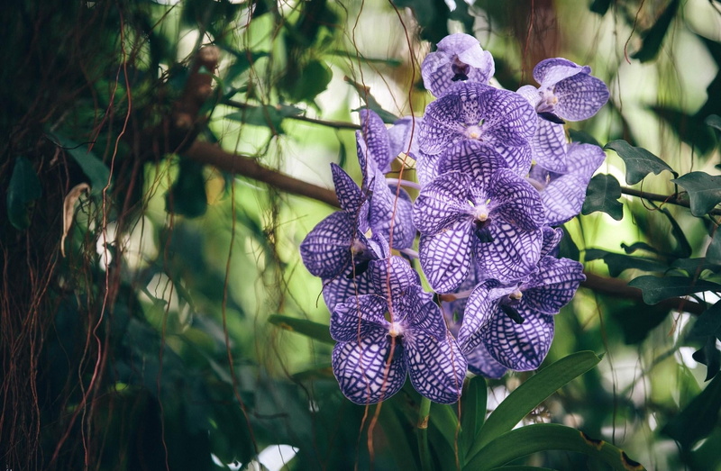 orchid, backgrounds, branch, leaf, vulnerability, iris - plant, flower Head, season, bunch of flowers, nature, botany, striped, lavender, close-up, day